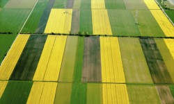  Intensive agricultural systems overlook the ecological benefits of regenerative farming. Photograph: blickwinkel/Alamy 