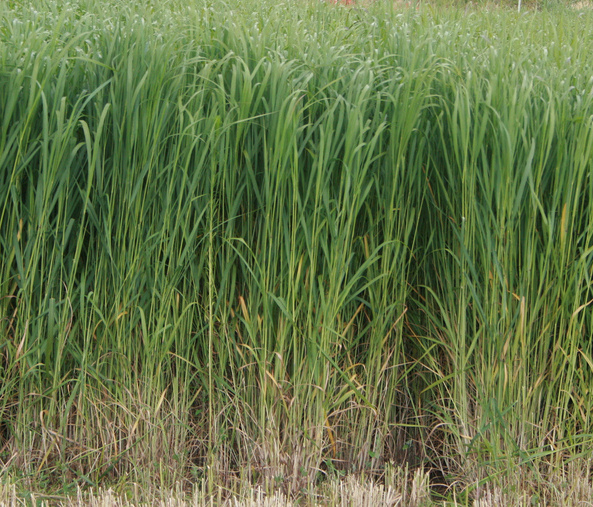 Switchgrass - an "energy crop" proposed for BECCS. eXtension Farm Energy Community of Practice CC BY-NC 2.0