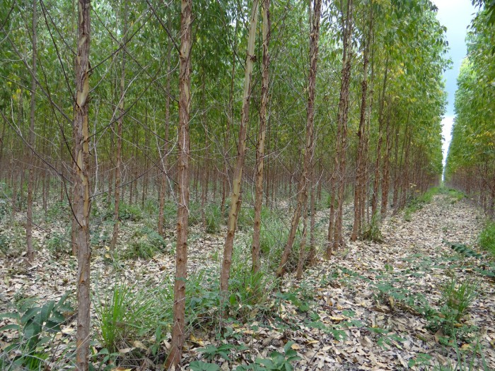 Eucalyptus plantation on land grabbed from traditional communities in Brazil, specifically for biomass energy. Ivonete Gonçalves de Souza