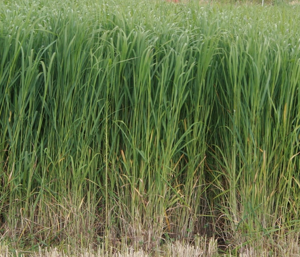 Nature spotlights deep skepticism about bioenergy with carbon capture and storage