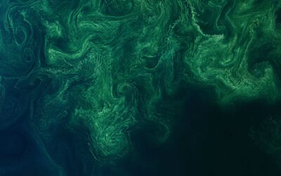 Artificially fertilising the ocean in order to sink carbon as a climate solution is gathering momentum